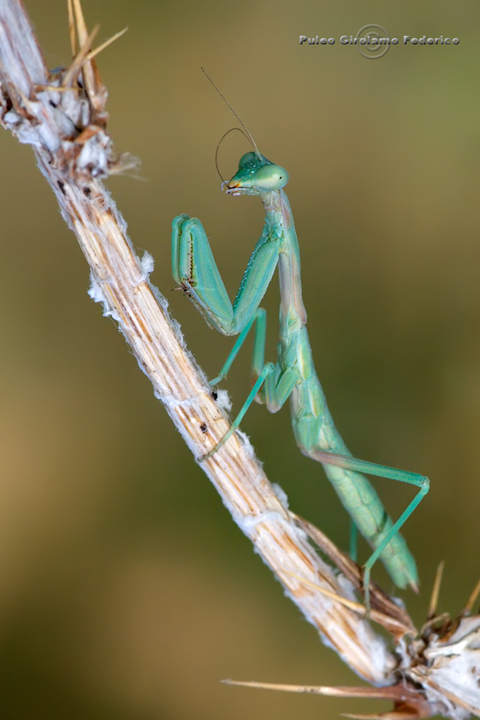 Mandide (Giovane Iris oratoria)